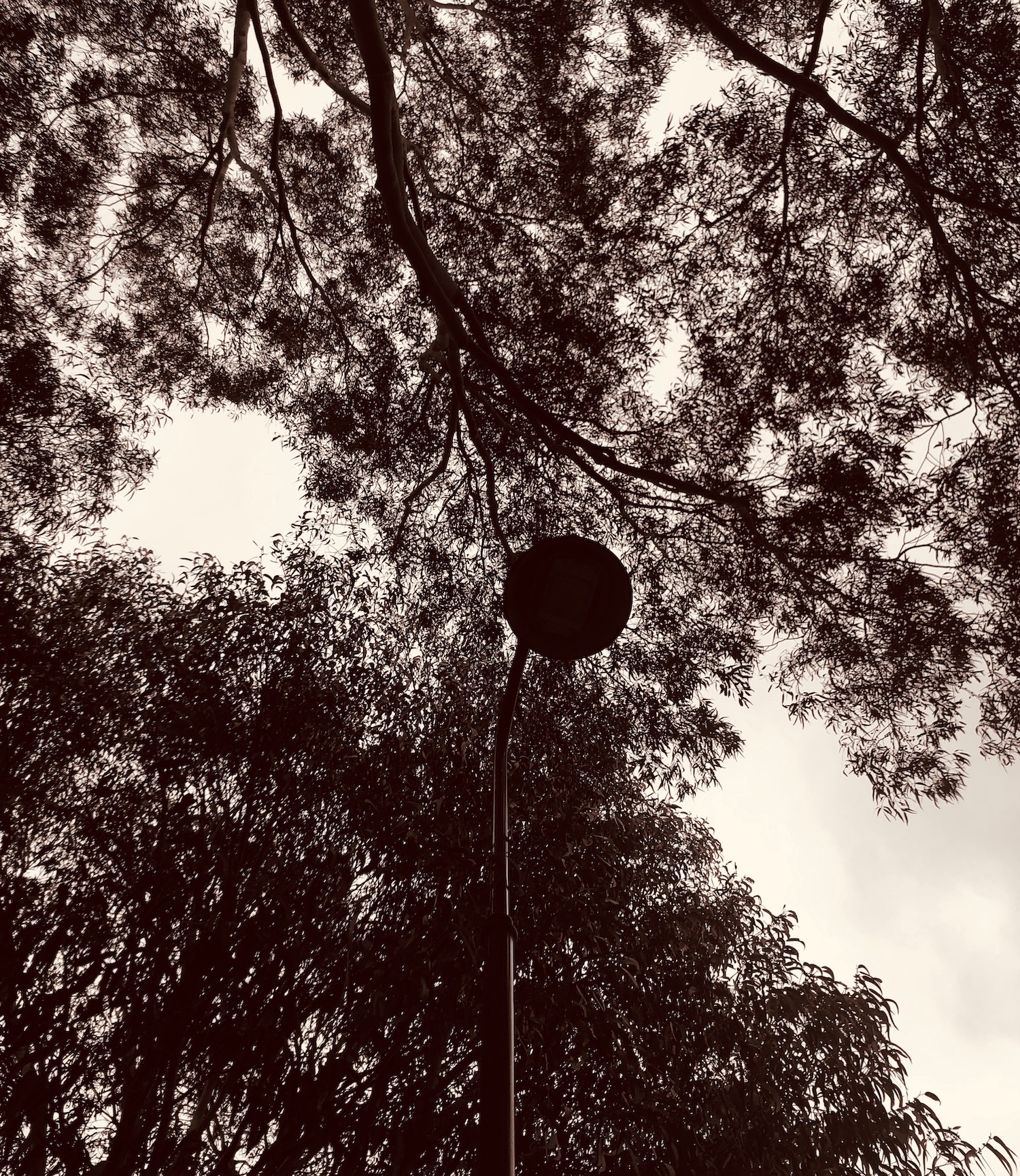 Do Planners Dream of Electric Trees - Timmah Ball looking directly up from the ground to a canopy of trees in darkness silhouetted against the night sky